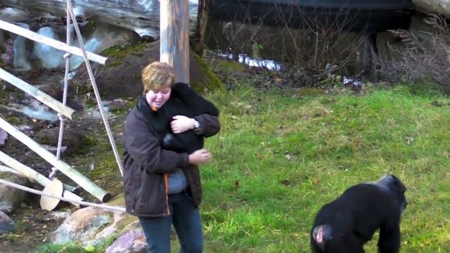 Schimpanser ute i November - FURUVIK смотреть онлайн