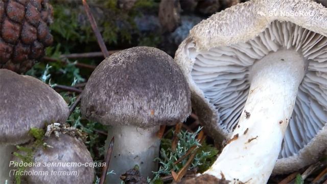 Рядовка землисто-серая (Tricholoma terreum)