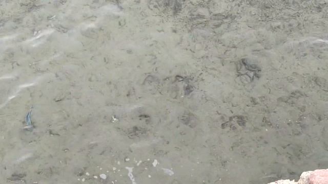 Египет. Ящерица. Шарм смотреть онлайн