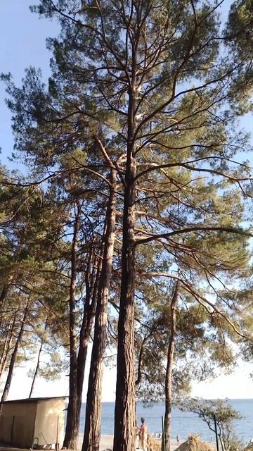 Сосны цикады в Пицунде мыс Пицунда курорт Пицунда Абхазия