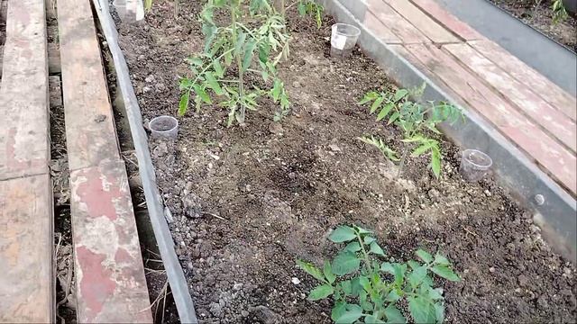 супер подкормка для мощного роста и богатого урожая томатов 🍅 смотреть онлайн