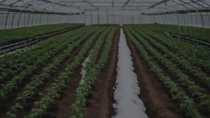 Какие овощи нужно сеять в феврале на рассаду. - Советы огородные