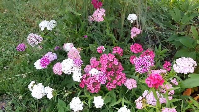 Природа вокруг нас...🍀🌺/Июль 2023 год#влогдомохозяйки #benita_life_vlog #villagelife #summer