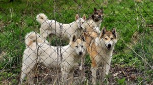 Четыре килограмма за раз