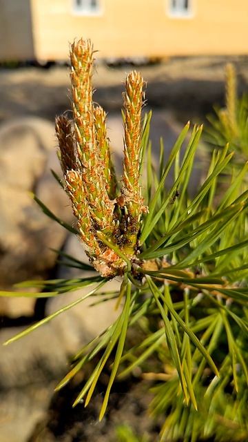 Муравьиный саженец сосны / Pine seedling with ants смотреть онлайн