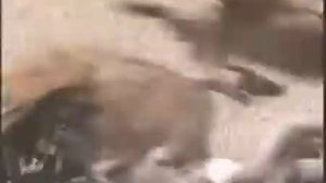 Все о мясе за 2 минуты