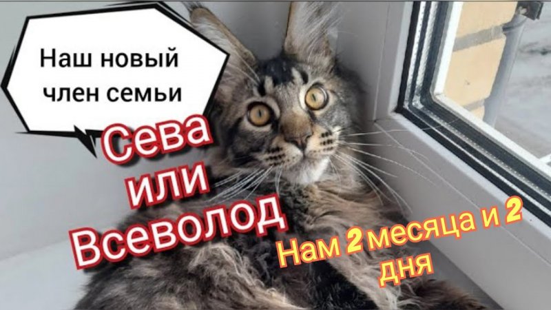 Первый день котёнка Мейн Кун. Наш новый член семьи, Сева.