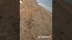 23 апреля 2025 г. Чёрное море . Анапа . Россия.