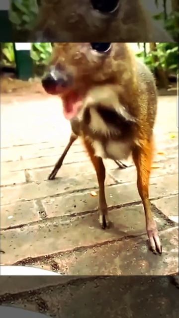 🐁Мышиный🦌Олень🫎 смотреть онлайн