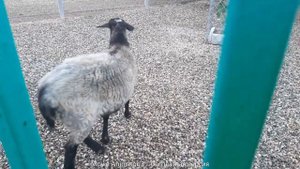 Зоопарк Нальчикский, г. Нальчик, КБР, 09.07.2024