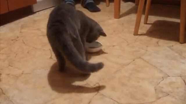 Я кот, измученный нарзаном! смотреть онлайн