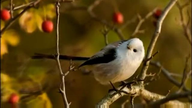 БАД Гипер Vision смотреть онлайн