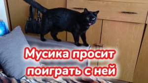кошка просит поиграть с ней.