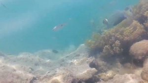 Красное море. Пляж отеля Labranda Club Makadi. Нашли коралловый риф. Макади Бэй