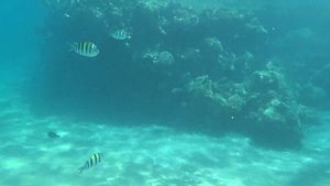 Дайверы около отеля Barcelo Tiran Sharm 5*/Шарм-эль-Шейх/Египет 2024