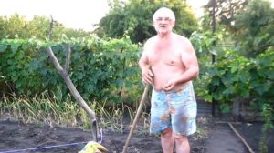 КАРТОШКА РАННЯЯ уродила как всегда
