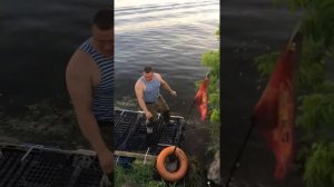 Гигандский сом на Москва реке!