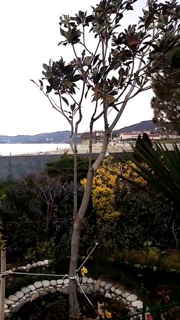 Курорт Агой. Туапсинский район. смотреть онлайн