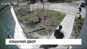 Кошачий двор