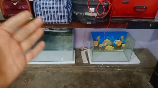 fish room makeover series part 2 | our two new planted tank 💞😍 | guppy Paradise | community tank смотреть онлайн