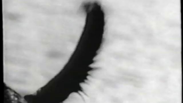 Paw - Jessie смотреть онлайн