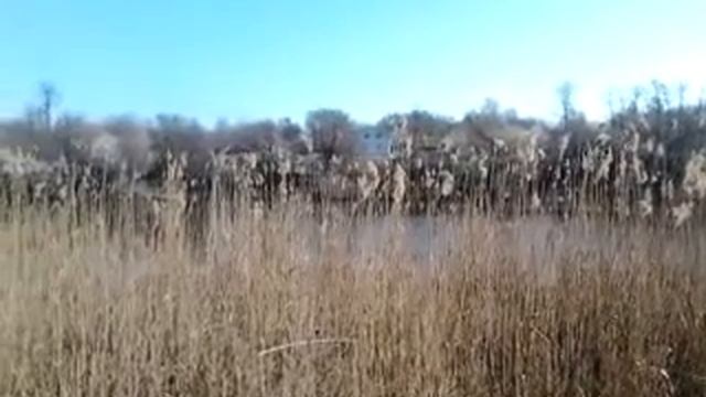 Утреннее пение птиц. смотреть онлайн