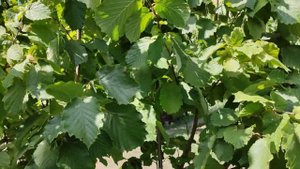 Фундук. Сорт Урожайний 80