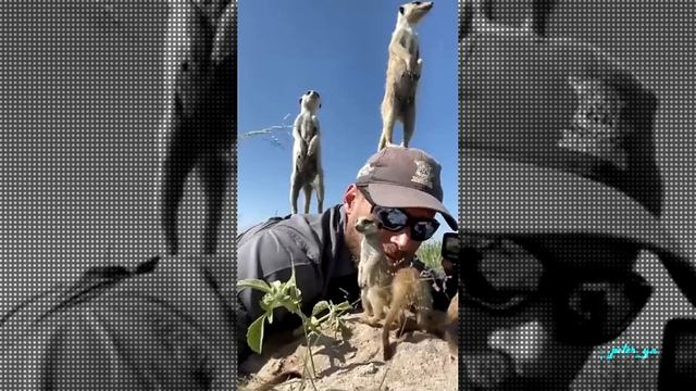 Подборка смешного видео .Спасайте животы! 2