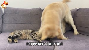 Золотистый ретривер и его друзья милые питомцы 🐕 выпуск (65)