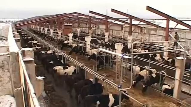 мерзлые коровы смотреть онлайн