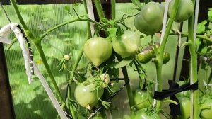 урожайный сорт 🍅🍅🍅 розовое сердце танти иванка очень вкусный