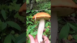 Тихая охота(Карелия)