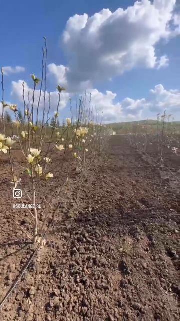 Первое цветение в питомнике «СУЛАНЖ»🌸