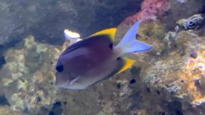 トミニサージョンフィッシュ　Tomini surgeonfish　Ctenochaetus tominiensis