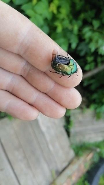 Девочка-бандитка смотреть онлайн