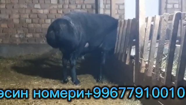 104 см 🤯🤑😱 УРУКТУК КОЧКОР СА-Т ШАШЫЛГЫЛА ЧАЛГЫЛА 🚚🚛 смотреть онлайн