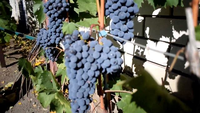 у Татьяны Китаевой в гостях. смотреть онлайн