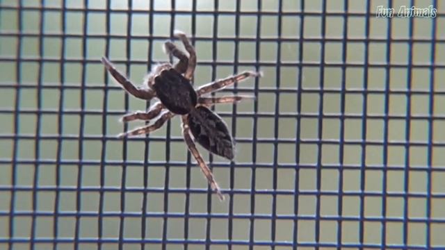 Cute animals Animal sounds | buffalo, horse, lion, sea turtle, shark, dolphin смотреть онлайн