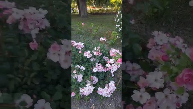Розы