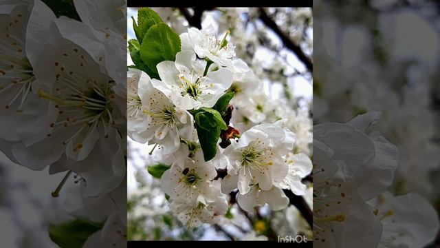 25-04-2025 Снег весной.....