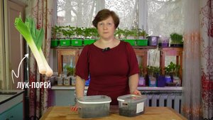 Лук-порей | Как вырастить? | Как хранить и готовить? | Советы дачника