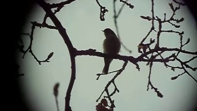 Iberischer Zilpzalp (Phylloscopus ibericus) смотреть онлайн