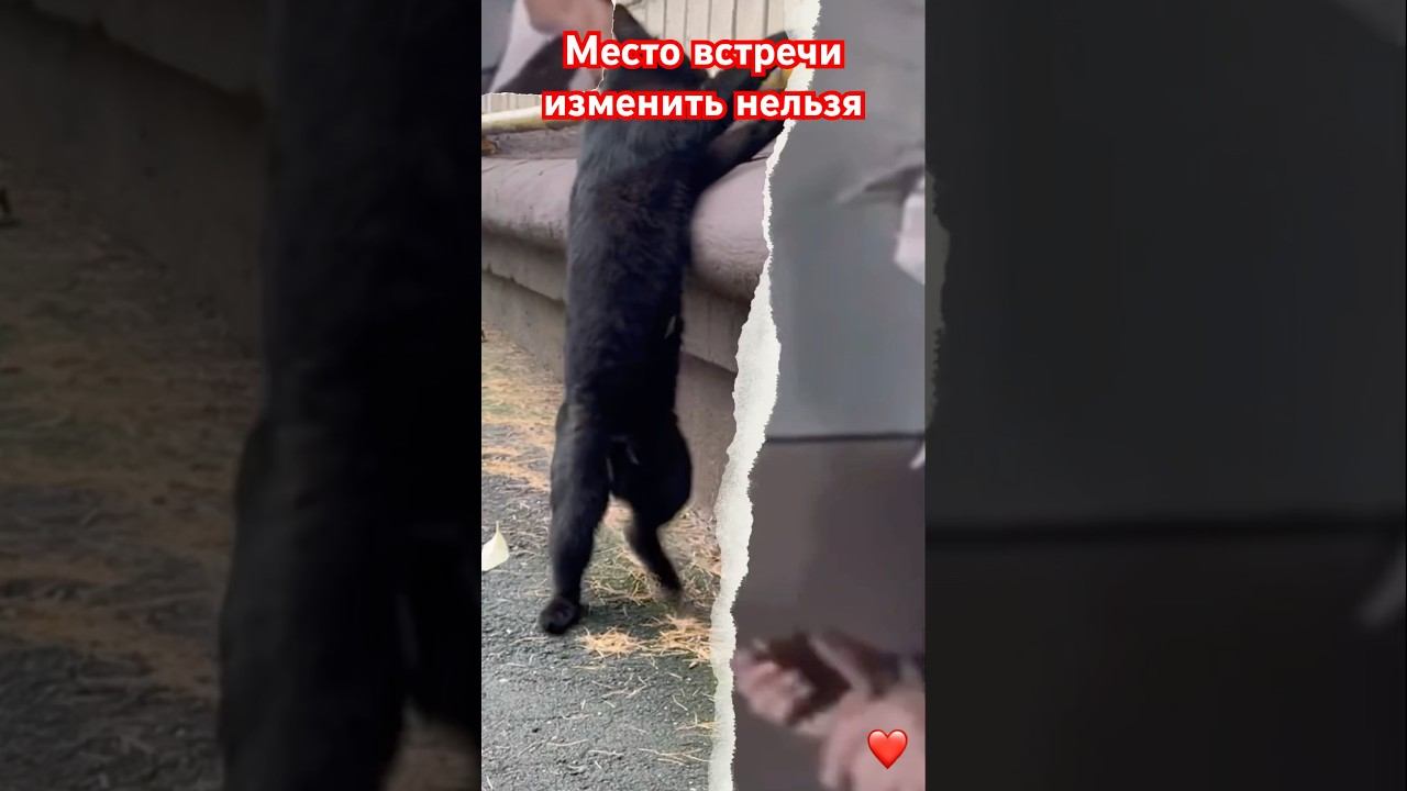 Место встречи изменить нельзя #коты #кошки #фильмы #приколы #животные