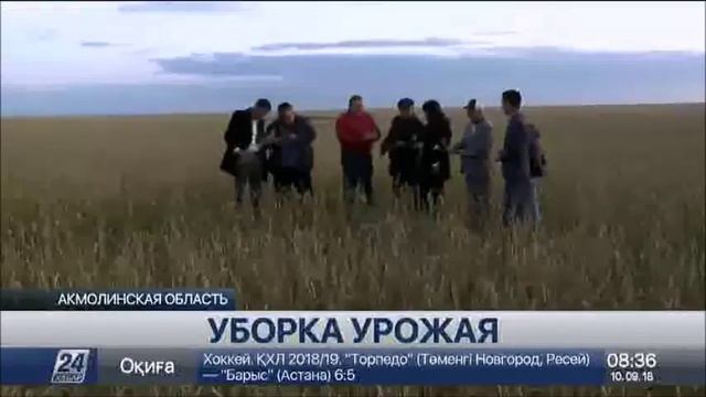 Свыше 5 млн тонн зерна планируют собрать в Акмолинской области смотреть онлайн