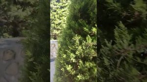 Путь от рецепшена Rios Beach на пляж