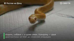 Первый на Юге России центр ортопедии, неврологии и интенсивной терапии для животных