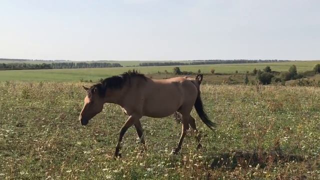Вятский табун смотреть онлайн