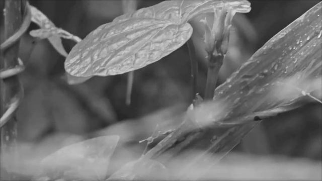 9 Aiea morning glory / Ipomoea triloba / Kangkung bulu / Little bell / 3 lobed MG in black & white