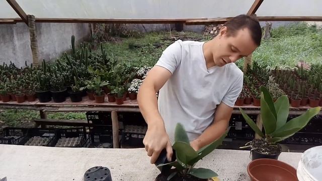 Replante de folhagem смотреть онлайн