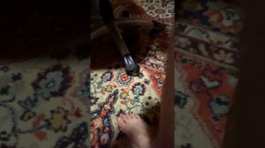 Злой пушистый комок =)